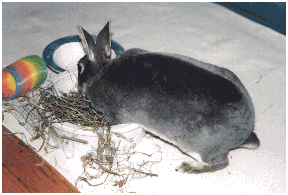 Digging for hay